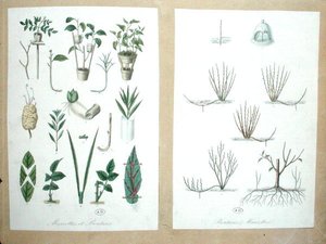 Capas y cortes de French School