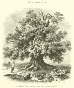 El castaño de Esaú de French School