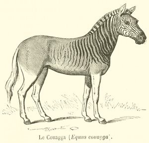 Le Couagga, Equus couagga de French School