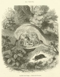 El refugio del topo de French School