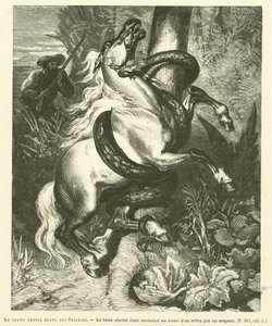 El gran caballo blanco de las praderas de French School