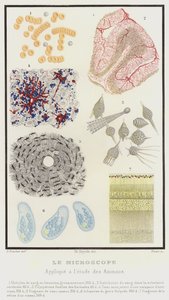 El microscopio, aplicado al estudio de los animales (litografía en color) de French School