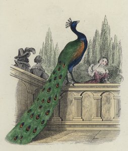 El Pavo Real Se Queja A Juno