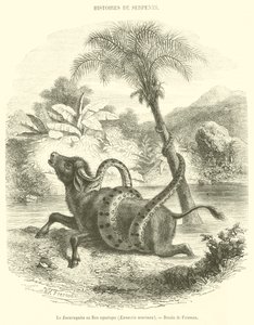 El Sucuruyuba o Boa acuática, Eunectis murinus de French School