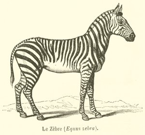 La cebra, Equus zebra de French School