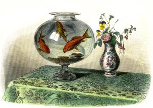 Le cyprin dore (Cyprinus Auratus) - Lámina extraída de la Histoire Naturelle de Bernard Germain de Lacepede (1856-1925), edición P.Furme, París