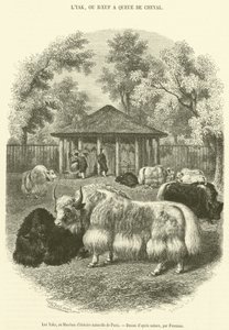 Los yaks, en el Museo de Historia Natural de París de French School