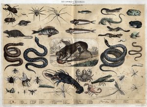 Les animaux nuisibles. Grabado de 1860 en “les Recreations instructives” Pintura sinóptica de Jules DELBRUCK. Colección privada. de French School
