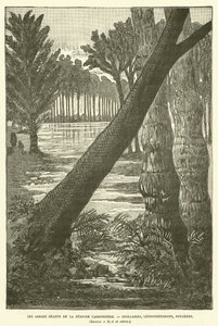 Los árboles gigantes del período carbonífero de French School