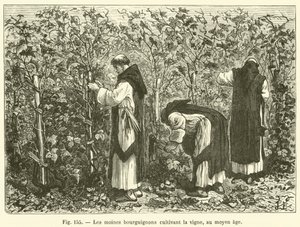 Los monjes borgoñones cultivando la vid, en la Edad Media de French School