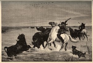 Les oxes (raza bovina) de la Camarga según la pintura de Vayson - grabado en “PATRIE” - DESCRIPCIÓN PICTÓRICA DE FRANCIA EN 6 VOLÚMENES POR LUCIEN HUARD - finales del siglo XIX de French School