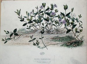 Menor Pervinca o Vinca minor