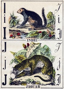 Letra I Indri (Lemur); J Jaguar. Grabado en "Alfabeto de los animales salvajes". 9ª Serie. Imágenes de Epinal, Pellerin, impresor-editor, circa 1870. Grabados en madera, estarcidos. 16 páginas. Dim: 20 x 15 cm. Colección privada
