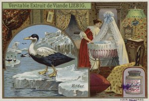 Tarjeta Liebig con un eider
