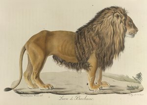 León de Berbería. Un león de Berbería, de 
