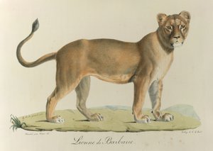Barbary Lionee. Una leona de Berbería, de 