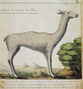 Llama, Perú, acuarela del libro de bitácora de Jacques Gouin de Beauchesne, capitán de la Compagnie royale de la Mer du Sud, de 1698 a 1701, Francia