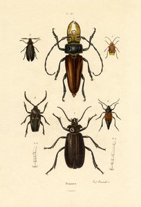Escarabajos de cuernos largos de French School