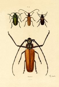 Escarabajos de cuernos largos