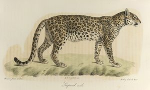 Leopardo, macho. Un leopardo macho, de 