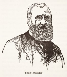 Louis Ranvier de French School
