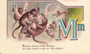 M: Macacos folletos en su menagerie, Estos monos muestran su verdadera astucia de French School