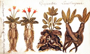 Mandrágora, jengibre, Luna Campana