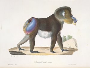 Mandril, macho, viejo. Un viejo babuino mandril, de Natural History of Mammals (litografia en color)