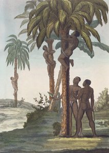 Hombres trepando árboles para manteca de karité, Senegal