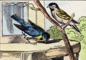 Carbonero. Grabado en "Buffon Alphabet des Oiseaux n 1". 3ª Serie N 1. Imágenes de Epinal, Epinal, finales del siglo XIX. 16 páginas. de French School