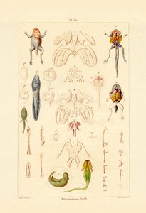 Metamorfosis de French School
