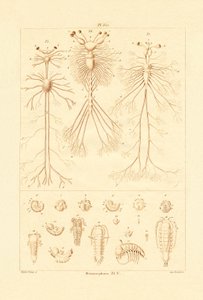 Metamorfosis de French School