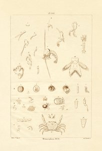 Metamorfosis de French School