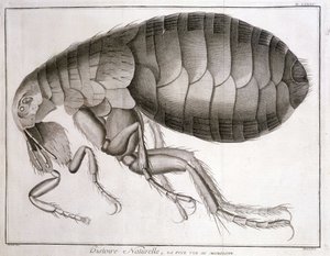 Microscopio - en "Enciclopedia", Diderot y d