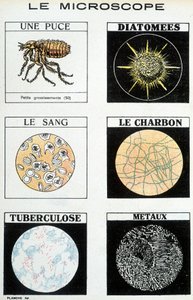 Microscopios: una pulga, diatomeas, sangre, carbón, tuberculosis, metales de French School