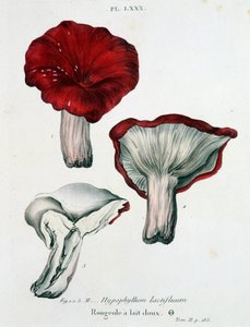 Sarampión de leche - en 