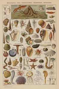 Moluscos, Gusanos, Equinodermos, Coelenterios, Infusorios (litografía en color) de French School