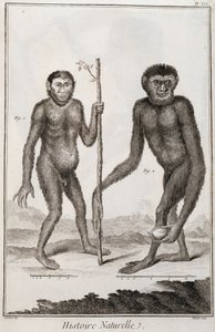 Monos Jocko y Gibón