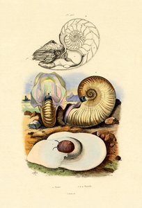 Caracol lunar de French School