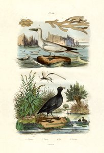 Animal Musgo de French School