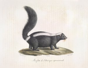Zorrillo. Skunk, de Natural History of Mammals (litografia en color)