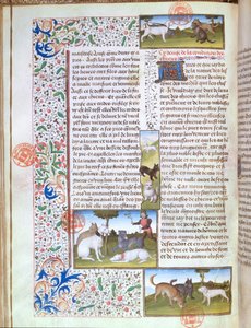 Ms 3717 Perros de caza, del Livre de la Chasse por Gaston Phebus de Foix (1331-91) de French School
