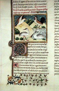 Ms 399 Las Propiedades de las Aves, del Libro de las Propiedades de las Cosas de Barthelemy l