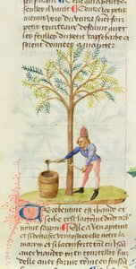 Recolección de trementina, del Gran Herbario por Pedanius Dioscorides (c.40-90 d.C.) de French School