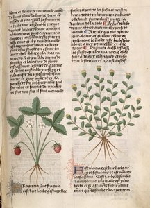 Ms Est 28 M 5.9 fol.75r Planta de fresa, de 