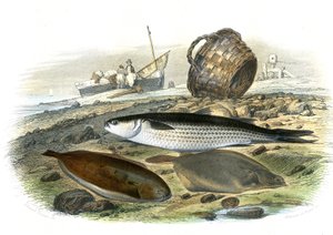 Salmonete (Mugilidae), Lenguado (Solea Vulgaris), limanda (Microstomus Kitt) - Lámina extraída de la Historia Natural de Bernard Germain de Lacepede (1856-1925), edición P.Furme, París. de French School
