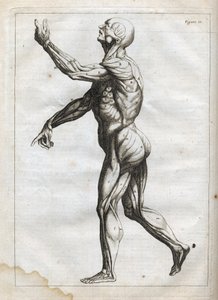 Músculos humanos - grabado en "Abstract Anatomy, accommodated to the arts of painting and sculpture" - "Abrege d