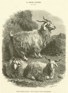 Museo de historia natural, Cabras de Angora (grabado) de French School