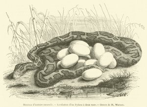 Museo de historia natural, Incubación de un Pitón de dos rayas de French School
