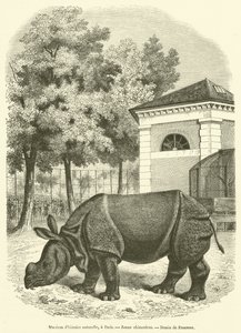Museo de historia natural, en París, Joven rinoceronte